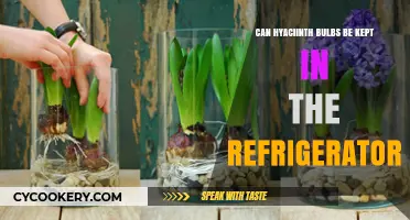 Chilling Hyacinth Bulbs: Refrigerator Storage Tips for Healthy Blooms