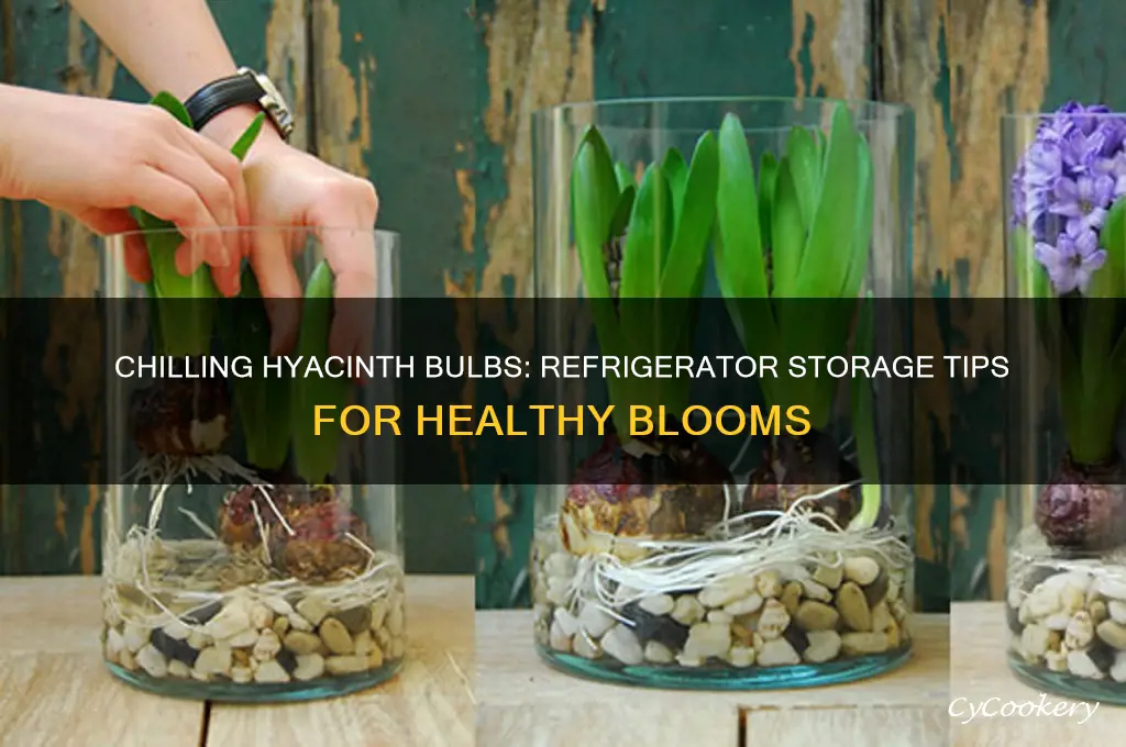 can hyaciinth bulbs be kept in the refrigerator