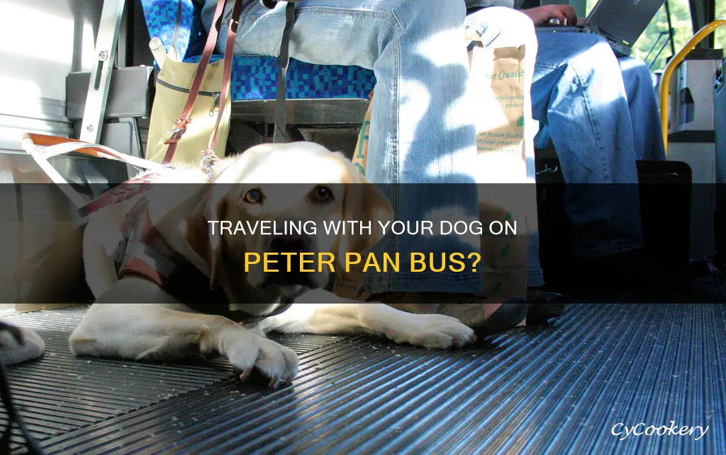 can I bring my dog on peter pan bus