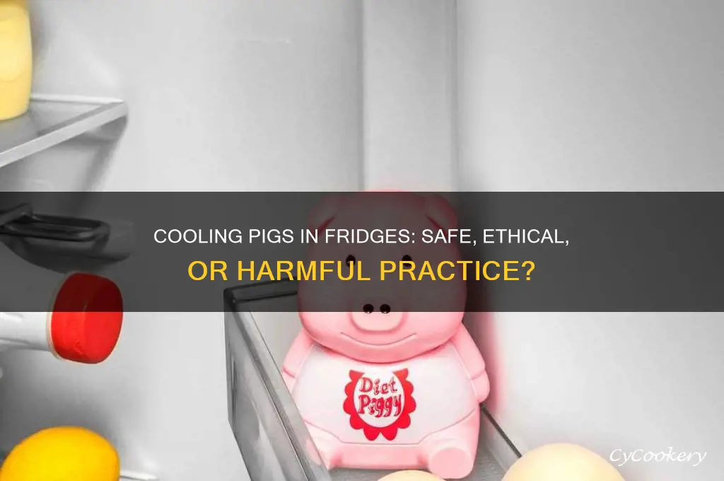 can i cool down a pig in a refrigerator
