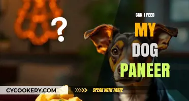Feeding Dogs Paneer: Is It Safe?
