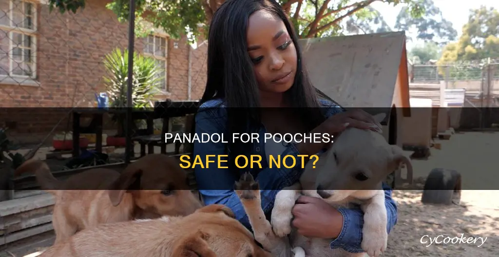 can I give my dog panado