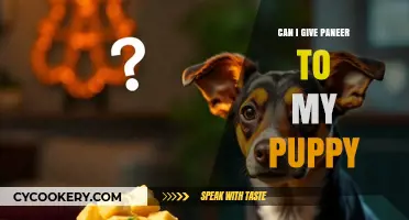Should You Feed Your Puppy Paneer?