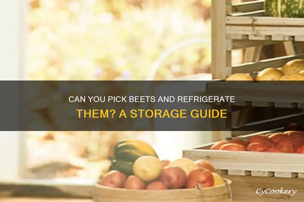 can i pick beets and refrigerated
