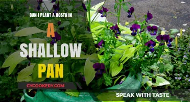 Shallow Planting: Hostas in Pans