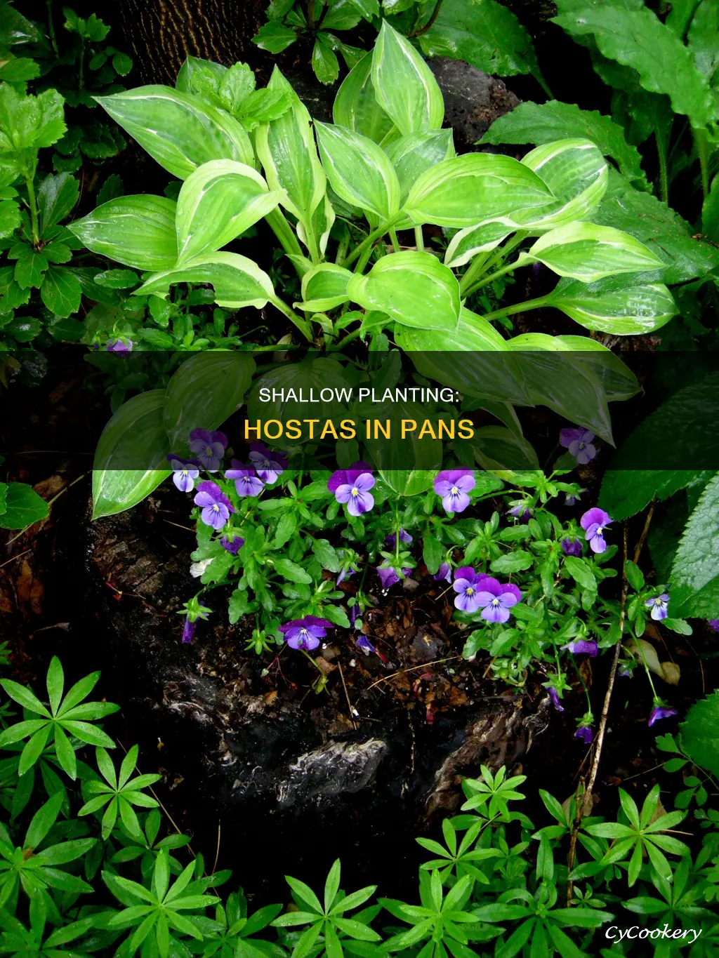 can I plant a hosta in a shallow pan