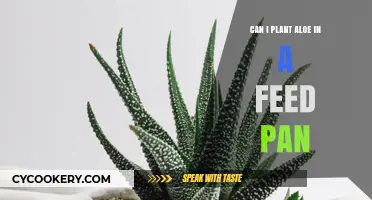 Aloe Vera Gardening: Feed Pan Planting