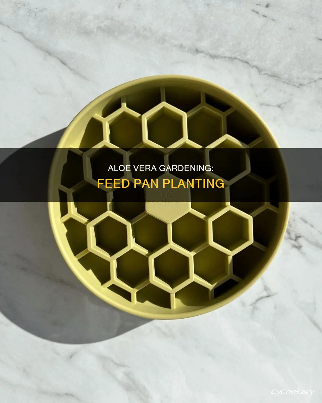 can I plant aloe in a feed pan