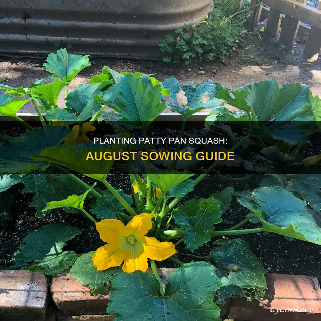 can I plant patty pan squah in august