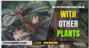 Pilea Involucrata Pan Am: Mix and Match?