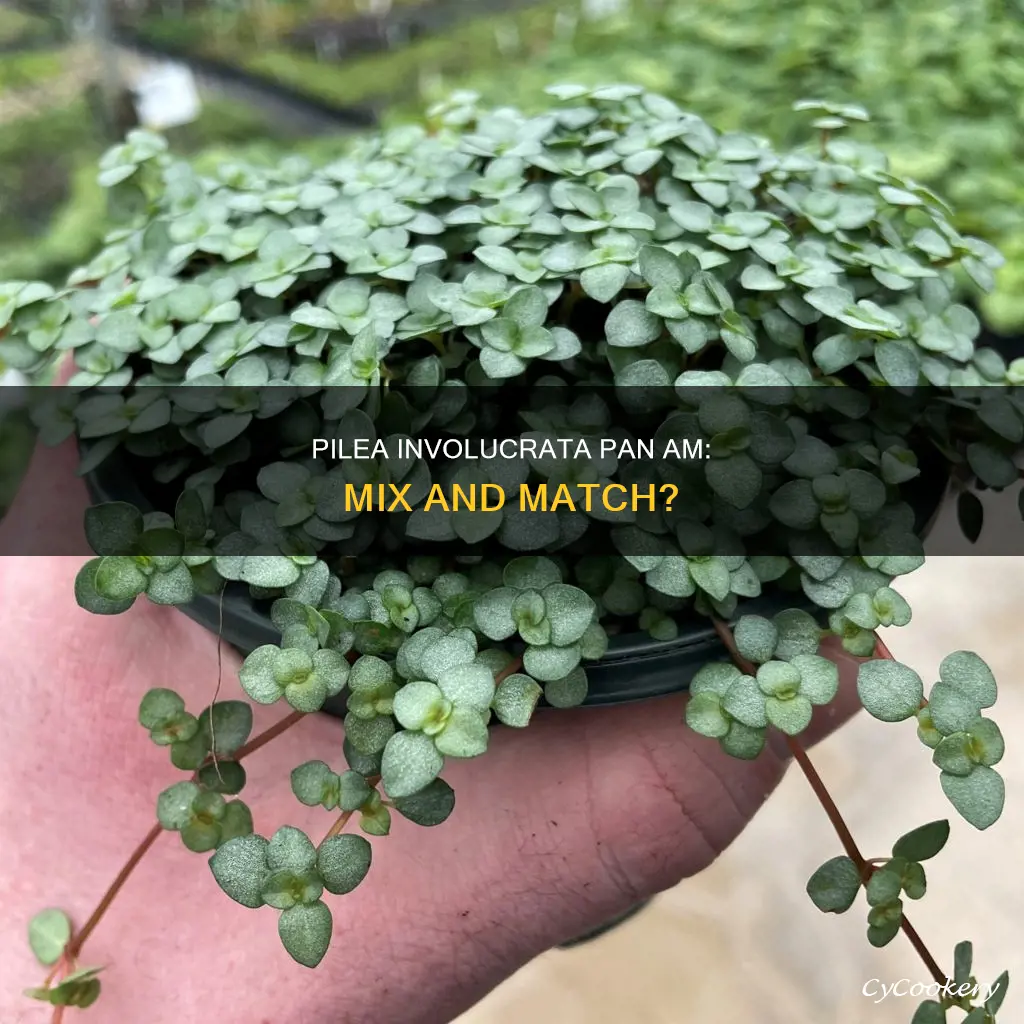 can I pot pilea involucrata pan am with other plants