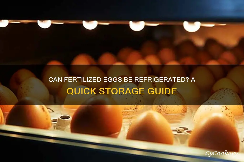 can i put a fertilized egg in the refrigerator