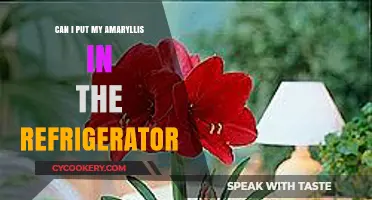 Chilling Amaryllis: Should You Refrigerate Your Bulbs for Blooming?