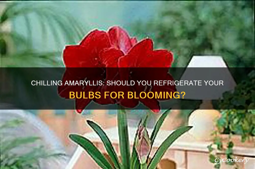 can i put my amaryllis in the refrigerator