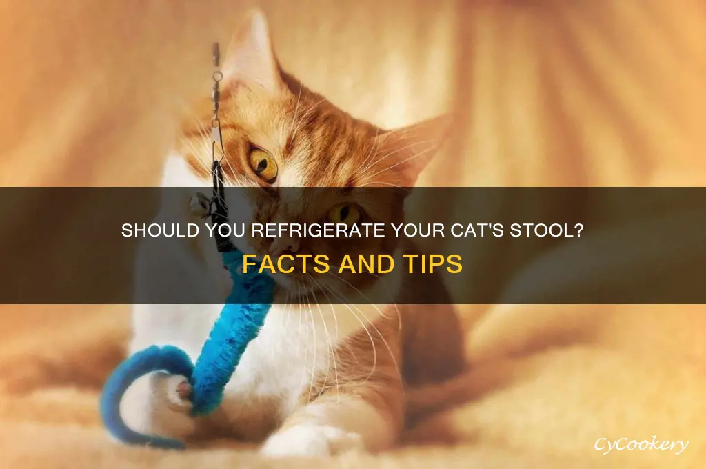 can i put my cat