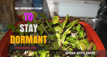 Refrigerating Plants for Dormancy: A Guide to Preserving Growth