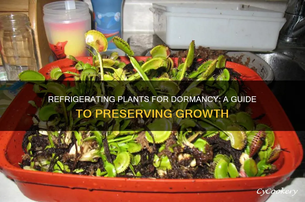 can i refrigerate a plant to stay dormant