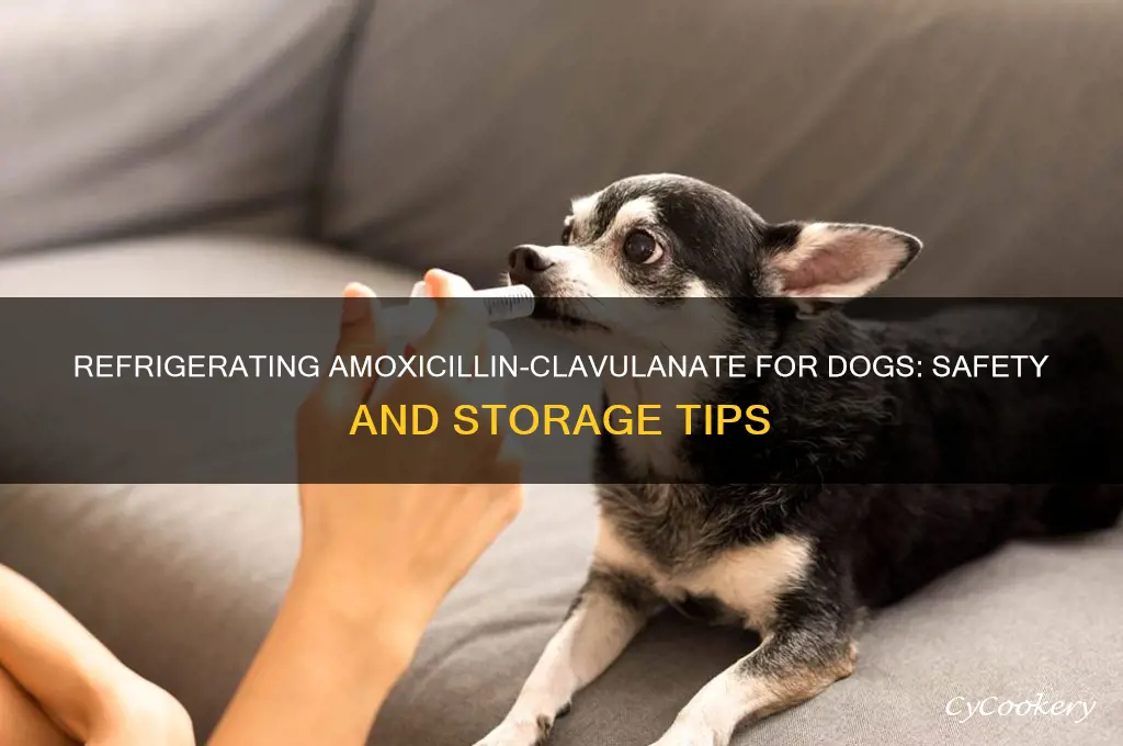 can i refrigerate amoxiilline-clay for dogs