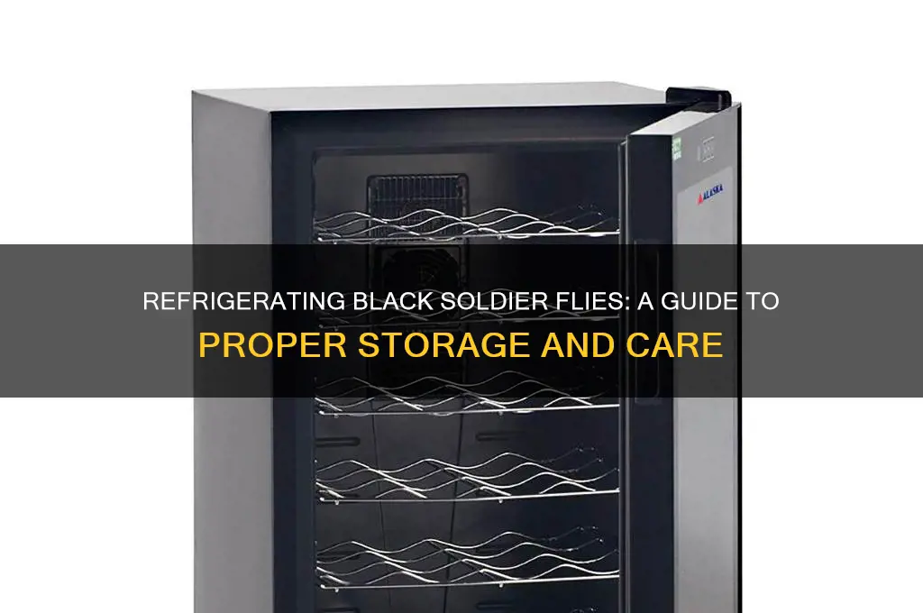 can i refrigerate black soldier flies
