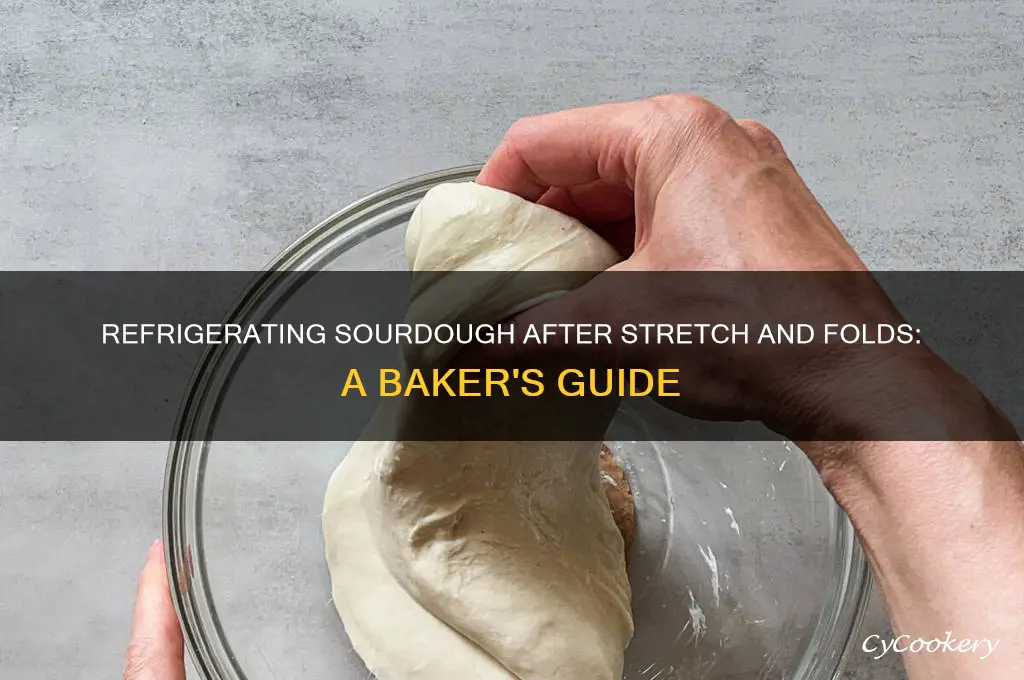 can i refrigerate my sourdough after stretch and folds