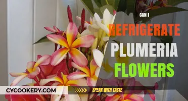 Refrigerating Plumeria Flowers: Tips for Preservation and Freshness