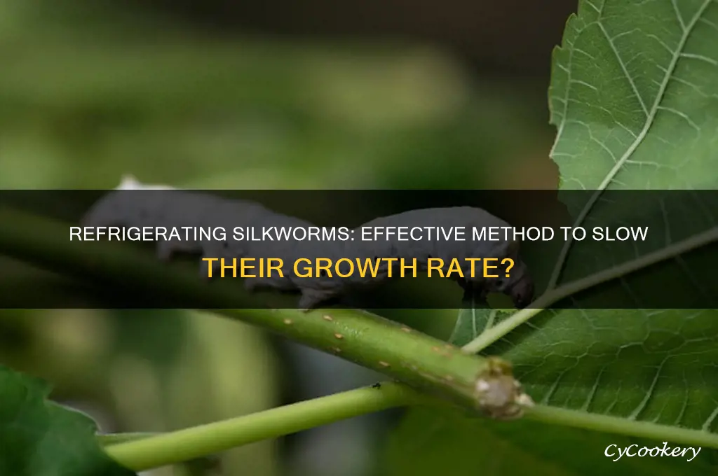 can i refrigerate silkworms to slow growth