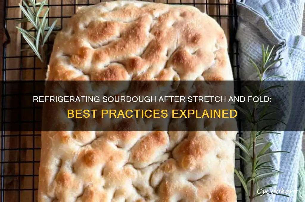 can i refrigerate sourdough after stretch and fold