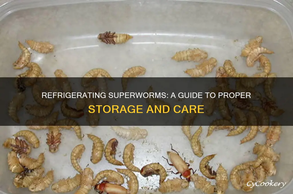can i refrigerate superworm