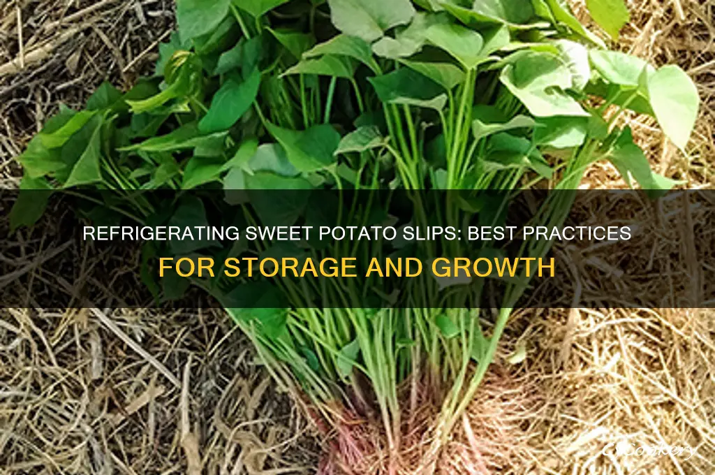 can i refrigerate sweet potato slips