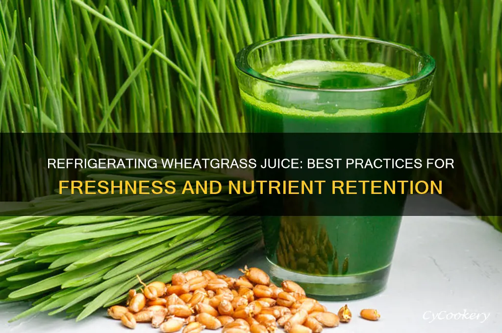 can i refrigerate wheatgrass juice