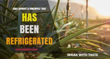 Can Refrigerated Pineapples Sprout? Tips for Growing Pineapple at Home