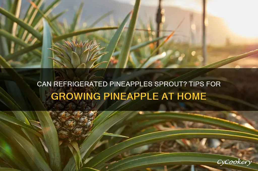 can i sprout a pineapple that has been refrigerated