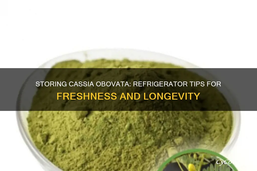 can i store cassia obovata in refrigerator