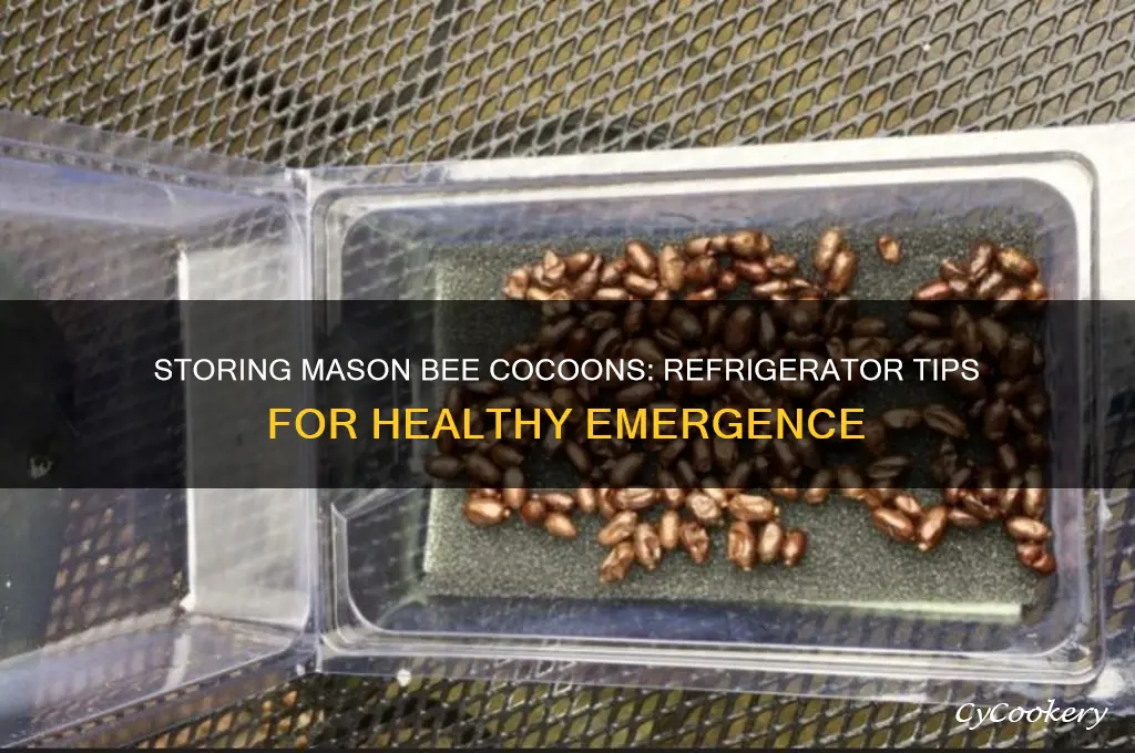can i store mason bee cocoons in the refrigerator