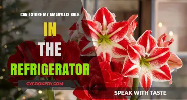 Storing Amaryllis Bulbs in the Fridge: A Complete Guide