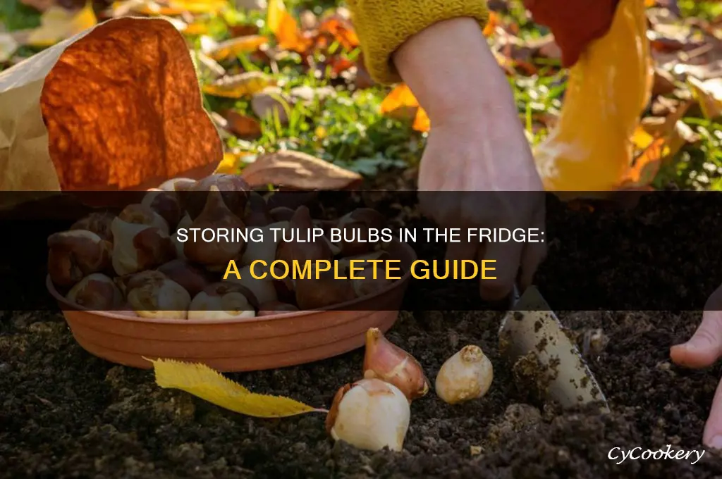 can i store my tulip bulbs in the refrigerator