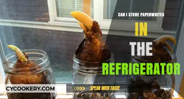 Storing Paperwhites in the Fridge: A Guide to Proper Care