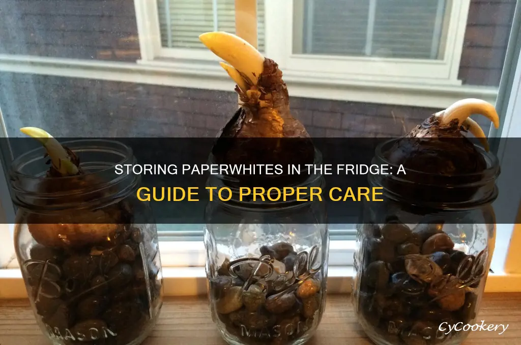 can i store paperwhites in the refrigerator