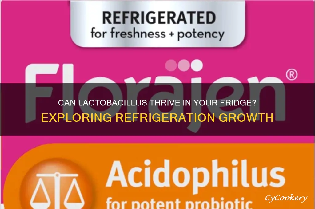 can lactobacillus grow at refrigeration temps