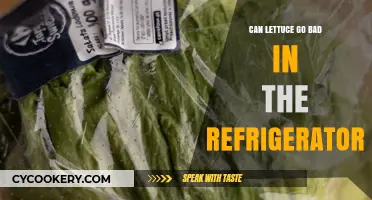 Does Refrigerated Lettuce Spoil? Shelf Life and Storage Tips