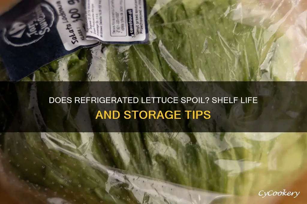 can lettuce go bad in the refrigerator