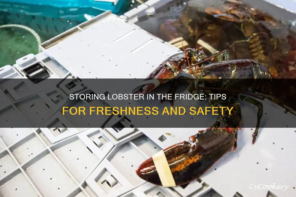 can lobster be stored in refrigerator