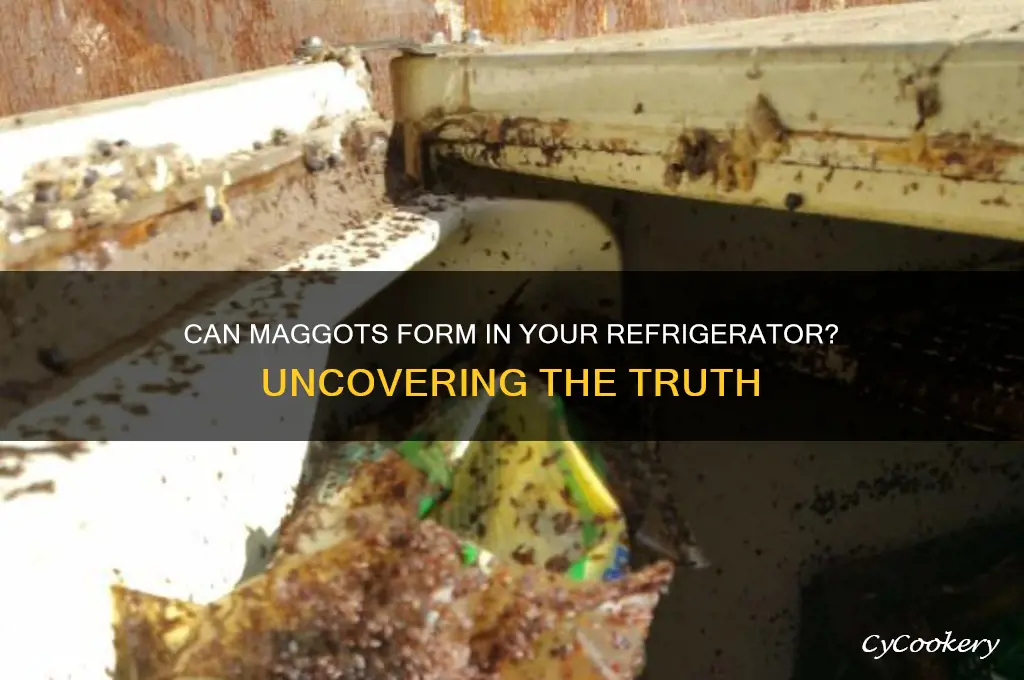can maggots form in refrigerator