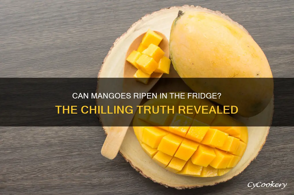 can mangoes ripen in the refrigerator
