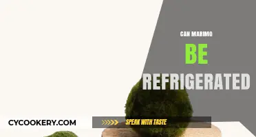 Can Marimo Be Refrigerated? A Guide to Proper Care and Storage