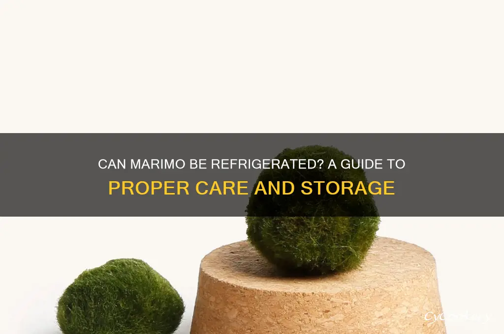 can marimo be refrigerated