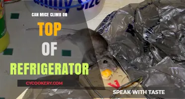 Can Mice Climb on Top of Your Refrigerator? Find Out Now!