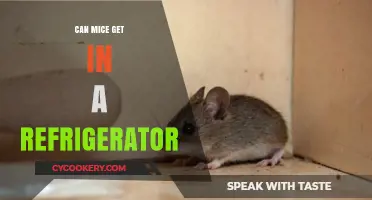 Can Mice Invade Your Fridge? Prevention Tips and Insights