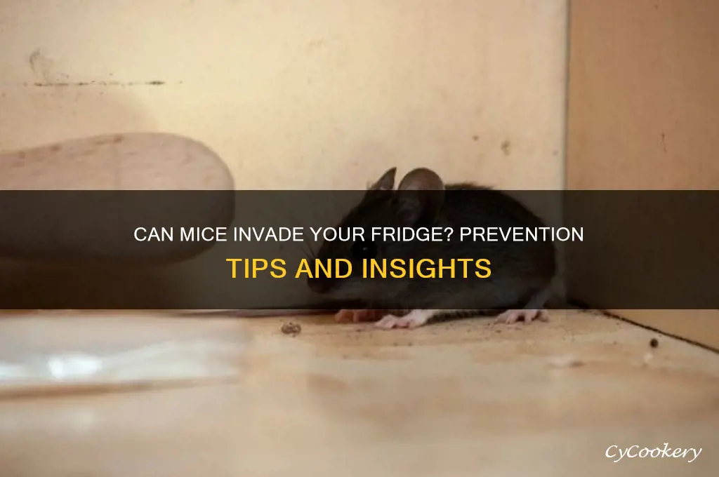 can mice get in a refrigerator