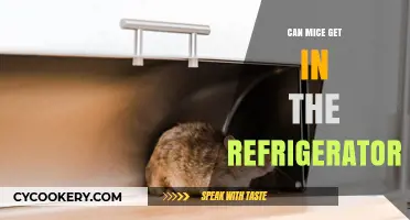 Can Mice Invade Your Fridge? Prevention Tips and Insights